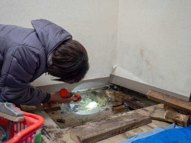 Best Residential Mold Inspection & Testing  in Chesaning, MI